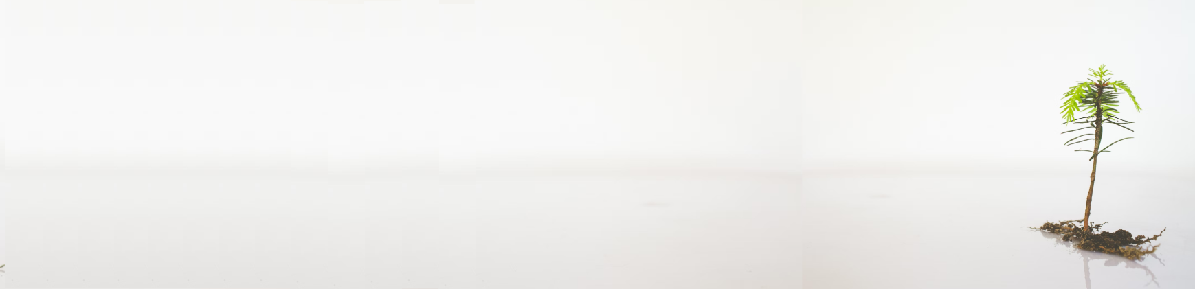 Banner with light background and a small green sapling with visible roots standing alone on the right side.